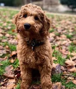Labradoodle Rescues for Adoptions in Wisconsin 