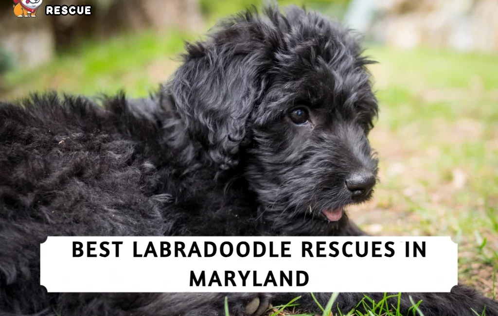 Best Labradoodle Rescues in Maryland
