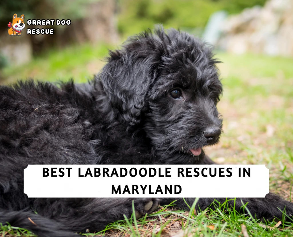 Best Labradoodle Rescues in Maryland