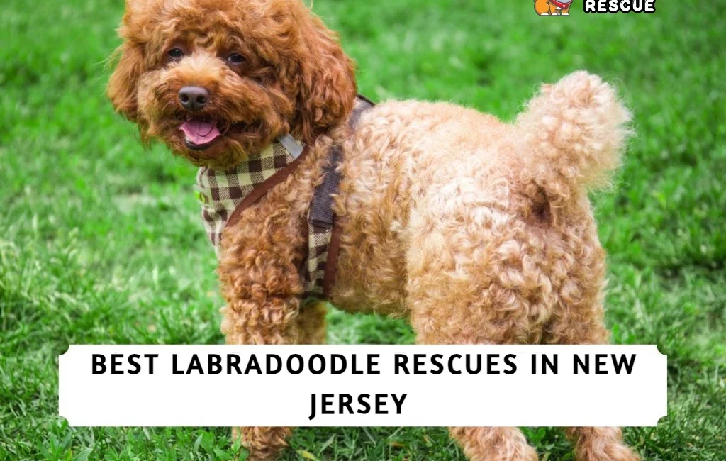 Best Labradoodle Rescue in New Jersey