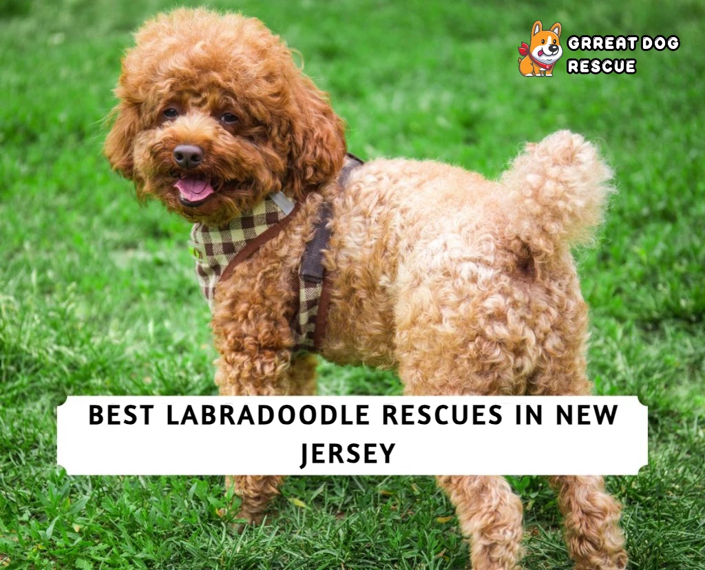 Best Labradoodle Rescue in New Jersey