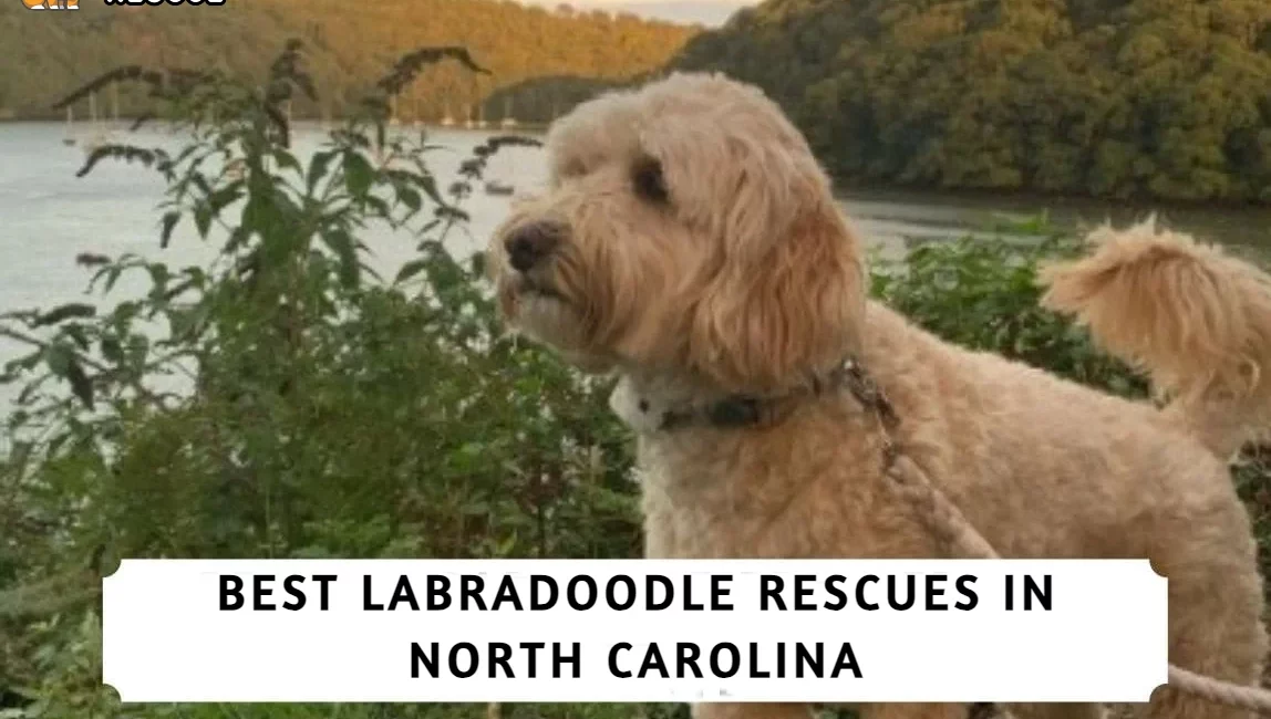 Best Labradoodle Rescues in North Carolina!