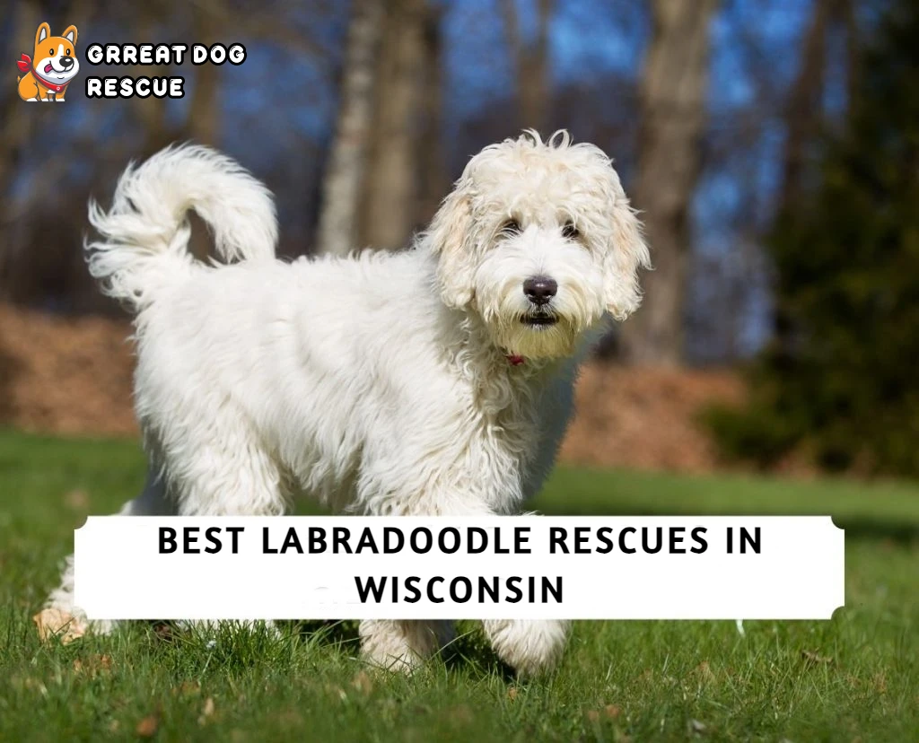 Best Labradoodle Rescues in Wisconsin
