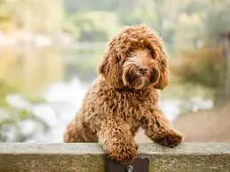 Tips for a Successful Labradoodle Adoption