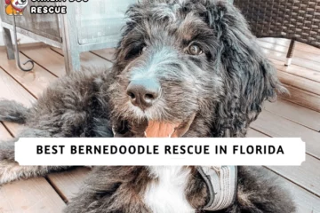 Best Bernedoodle Rescue in Florida