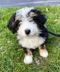 Bernedoodle Rescue for Adoptions in California