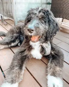 Bernedoodle Rescue for adoptions in Wisconsin