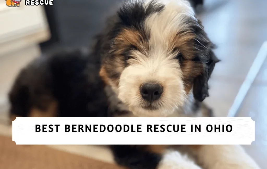 Best Bernedoodle Rescue in Ohio