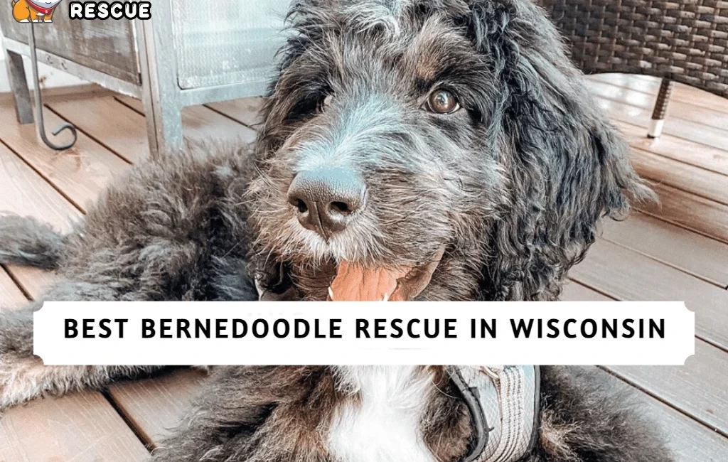 Bernedoodle Rescue in Wisconsin