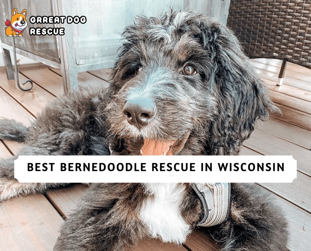Bernedoodle Rescue in Wisconsin