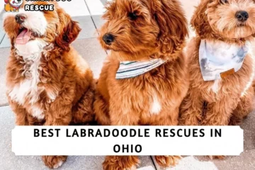 Best Labradoodle Rescue in Ohio