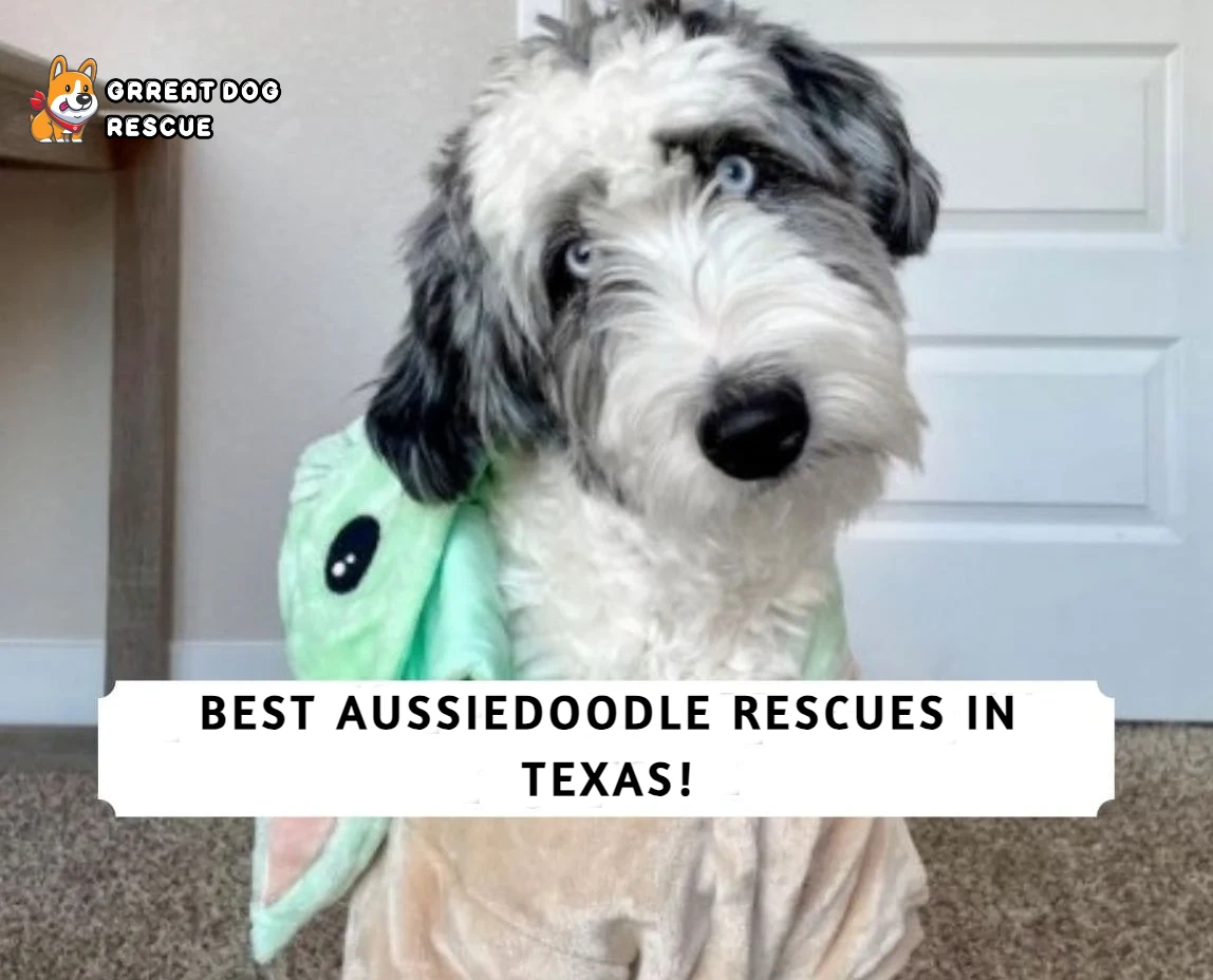 Best Aussiedoodle Rescues in Texas