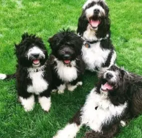 Aussiedoodle rescue for Adoptions in Texas