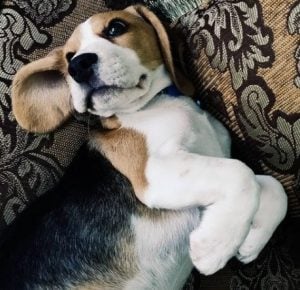 Beagle rescues for adoptions in UK