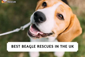 Best Beagle Rescues in the UK