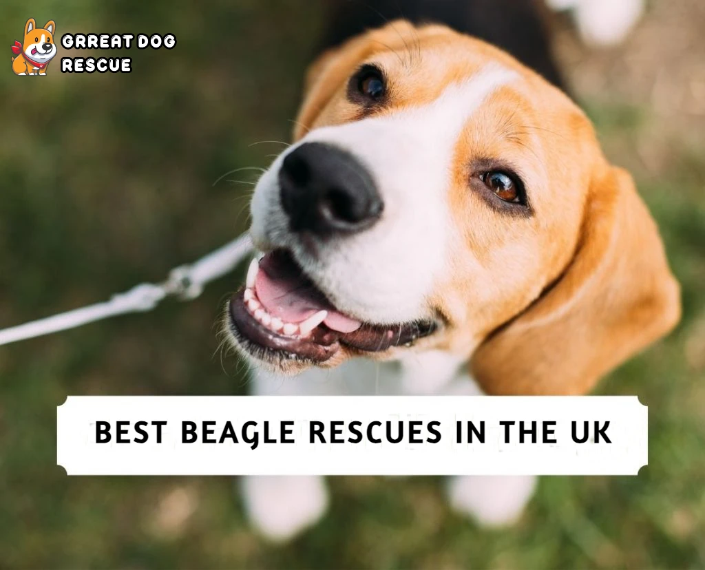 Best Beagle Rescues in the UK