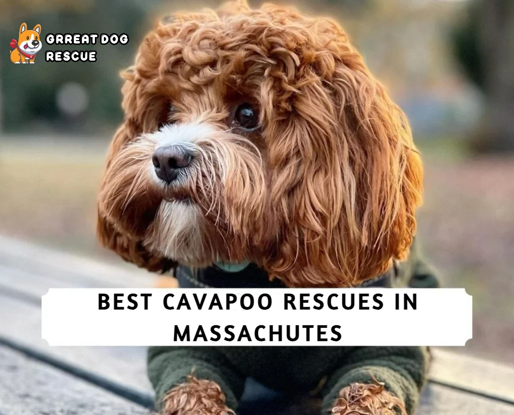 Best Cavapoo Rescues in Massachusetts