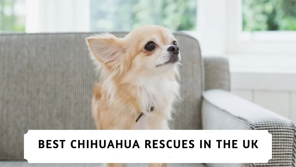 Best Chihuahua Rescues In the UK