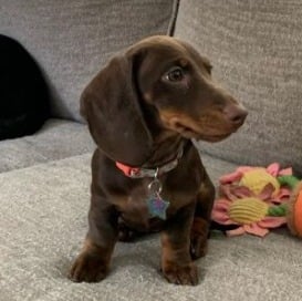 Dachshund rescues for adoptions in UK