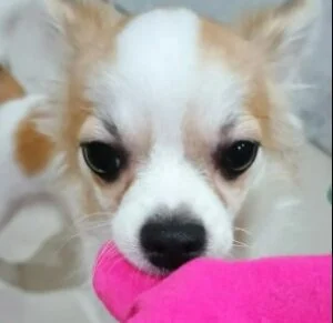 Faqs For Chihuahua Rescues In UK