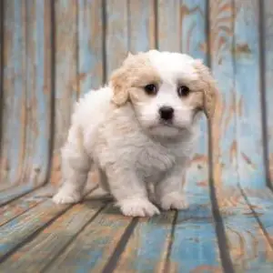 How To Choose Cavapoo Rescues in Pennsylvania