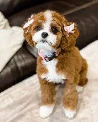 Choose a Reputable Cavapoo Rescue Centre in the UK