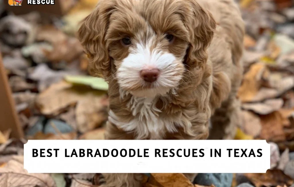 Best Labradoodle Rescues in Texas