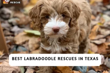 Best Labradoodle Rescues in Texas