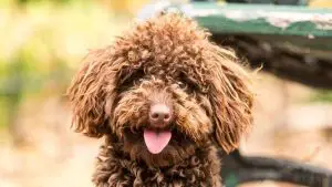Labradoodle rescues for adoptions in Texas
