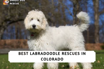 Best Labradoodle Rescues in Colorado