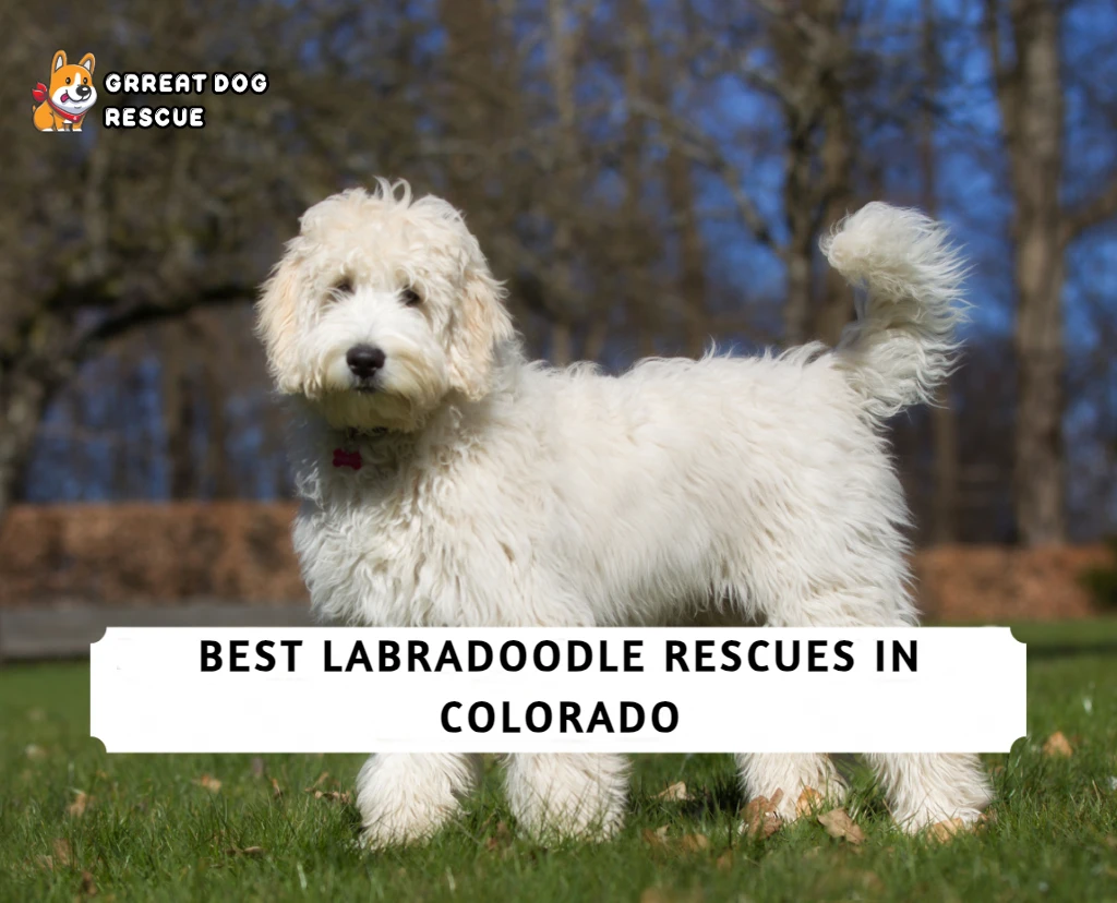 Best Labradoodle Rescues in Colorado