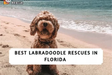 Best Labradoodle Rescues in Florida