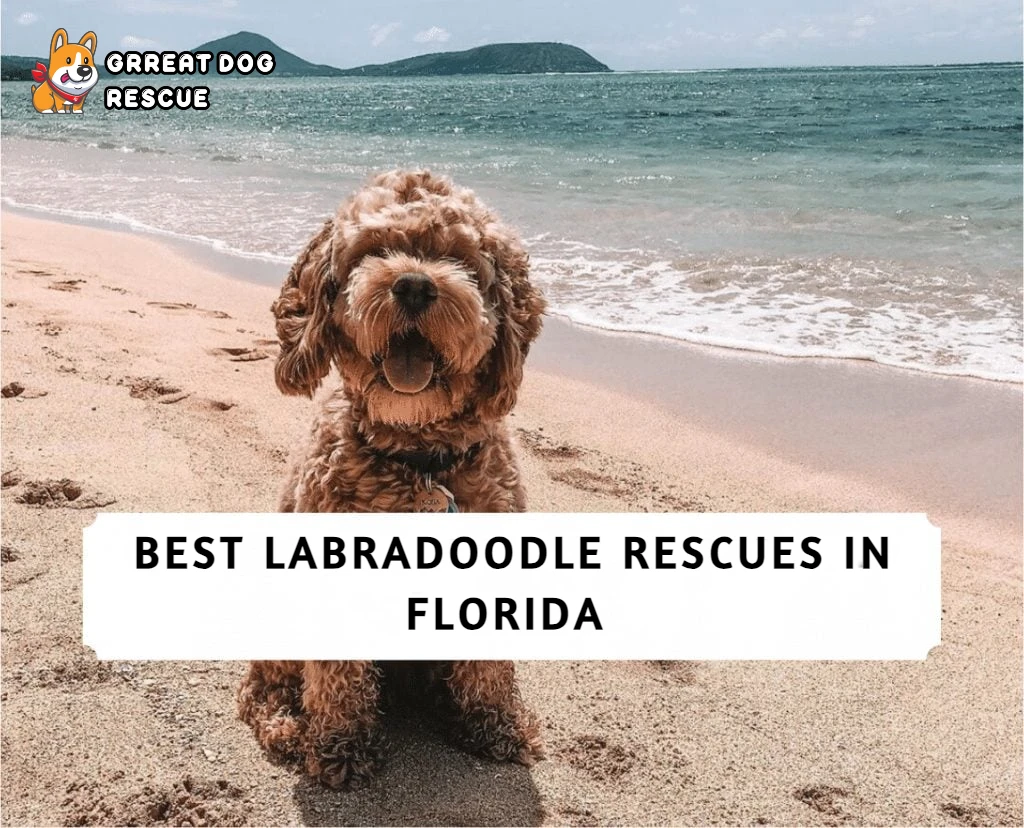 Best Labradoodle Rescues in Florida