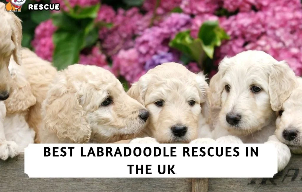 Best Labradoodle Rescues in UK!