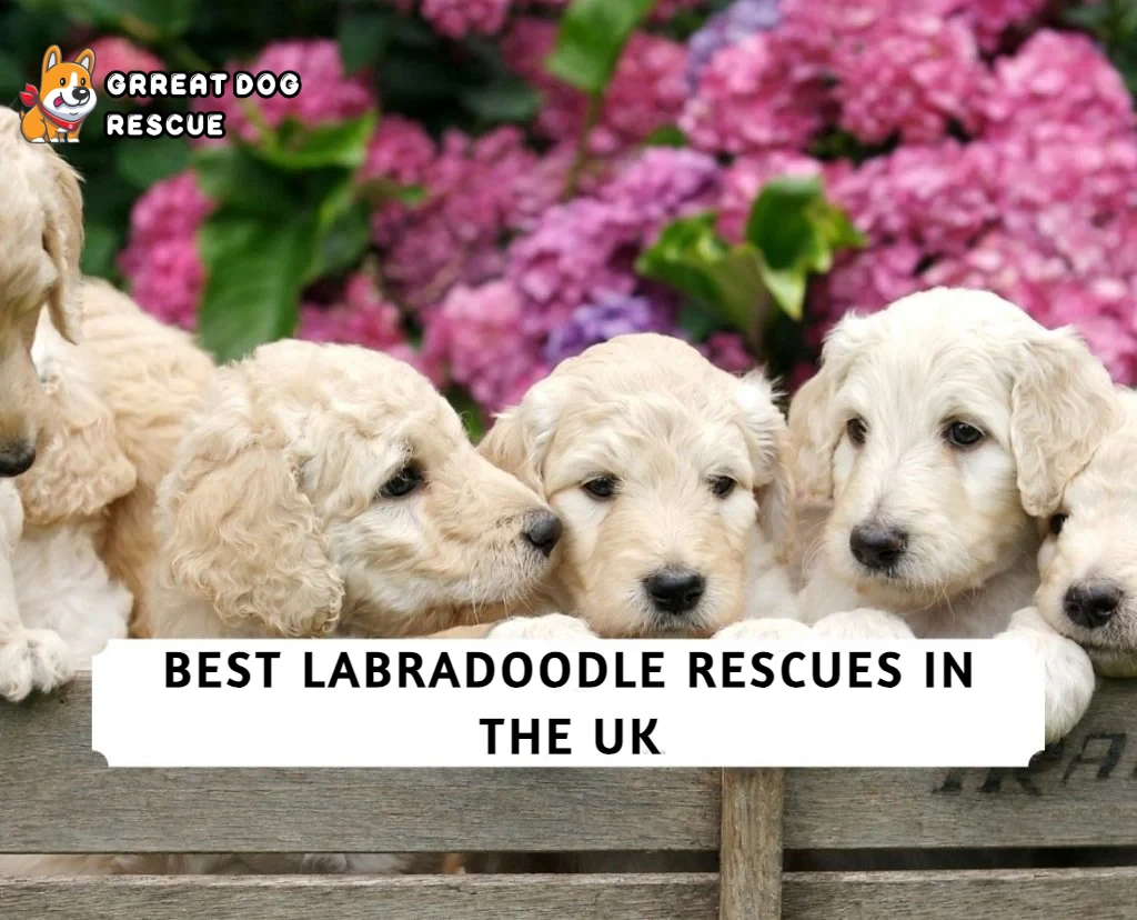 Best Labradoodle Rescues in UK!