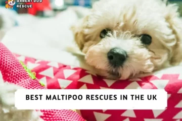 Maltipoo Rescues In the UK!