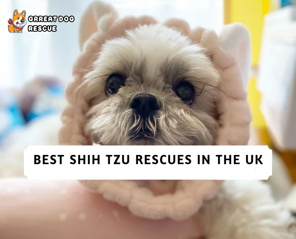 Best Shih Tzu Rescues In the UK
