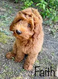 Things you Should Know About Labradoodle