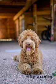 Things You Should Know Before Adopting a Labradoodle