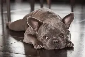 Why French Bulldogs End in Shelter
