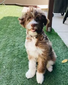 Aussiedoodle rescue for Adoptions in Florida