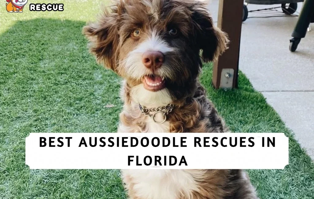 Best Aussiedoodle Rescue in Florida