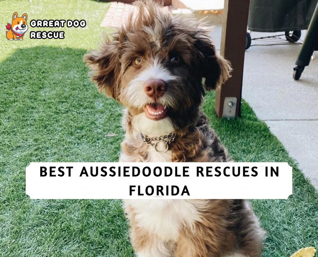 Best Aussiedoodle Rescue in Florida