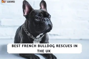 Best French Bulldog Rescues In the UK