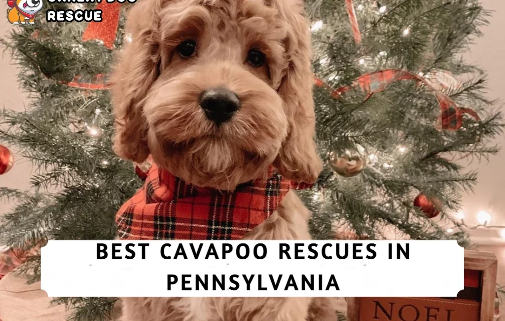 Best Cavapoo Rescues in Pennsylvania