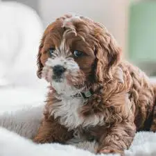 Cavapoo Rescues for Adoptions in UK