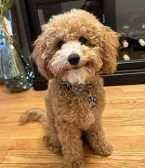 Cost to Adopt a Cavapoo in UK