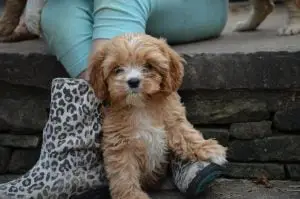 How To Choose Cavapoo Rescues in North Carolina