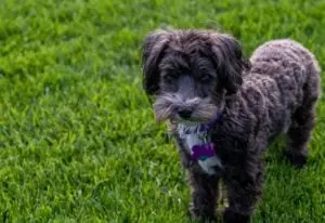Maltipoo Rescues for Adoptions in UK