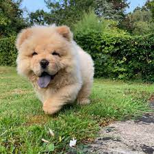 About the Chow Chow